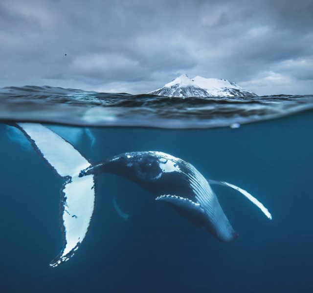 Türk Deniz Araştırmaları Vakfı 8 Haziran Dünya Okyanuslar Günü’nü kutladı