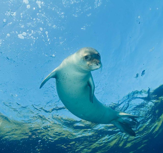 Gökova Körfezi güvende