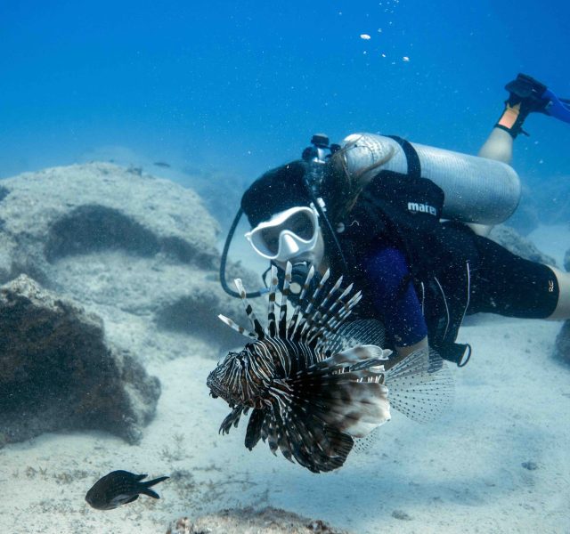 Akdeniz’in arsız istilacıları
