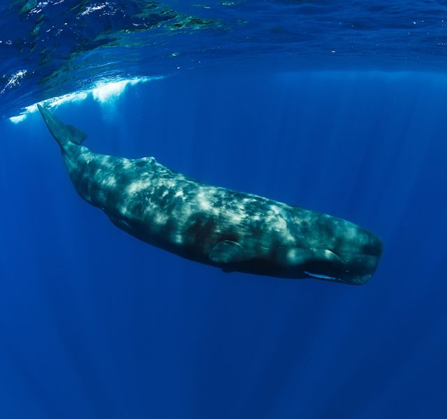 <strong>DİKKAT BALİNA VAR!</strong>