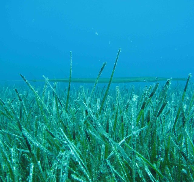 Denizlerin süper kahramanları