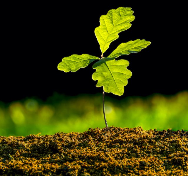 Gelecek nesillere yeşil miras: 3 Meşe Hatıra Ormanı