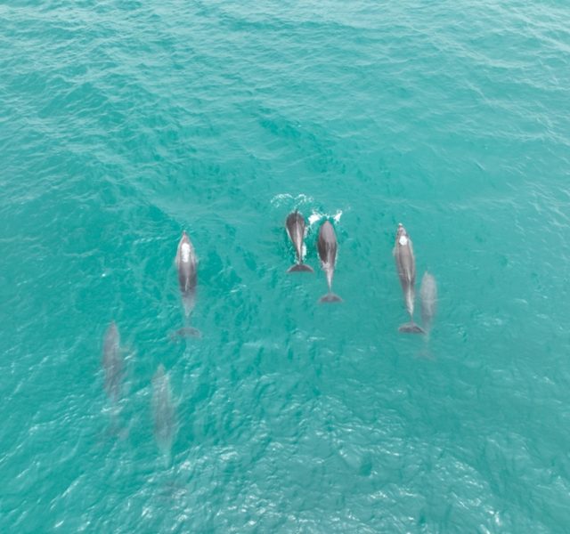 Jane Goodall İstanbul’un yunuslarıyla buluştu