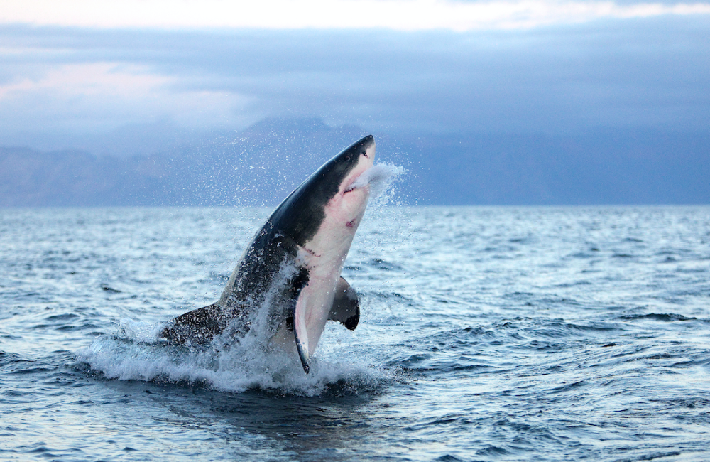 Denizin kusursuz avcıları