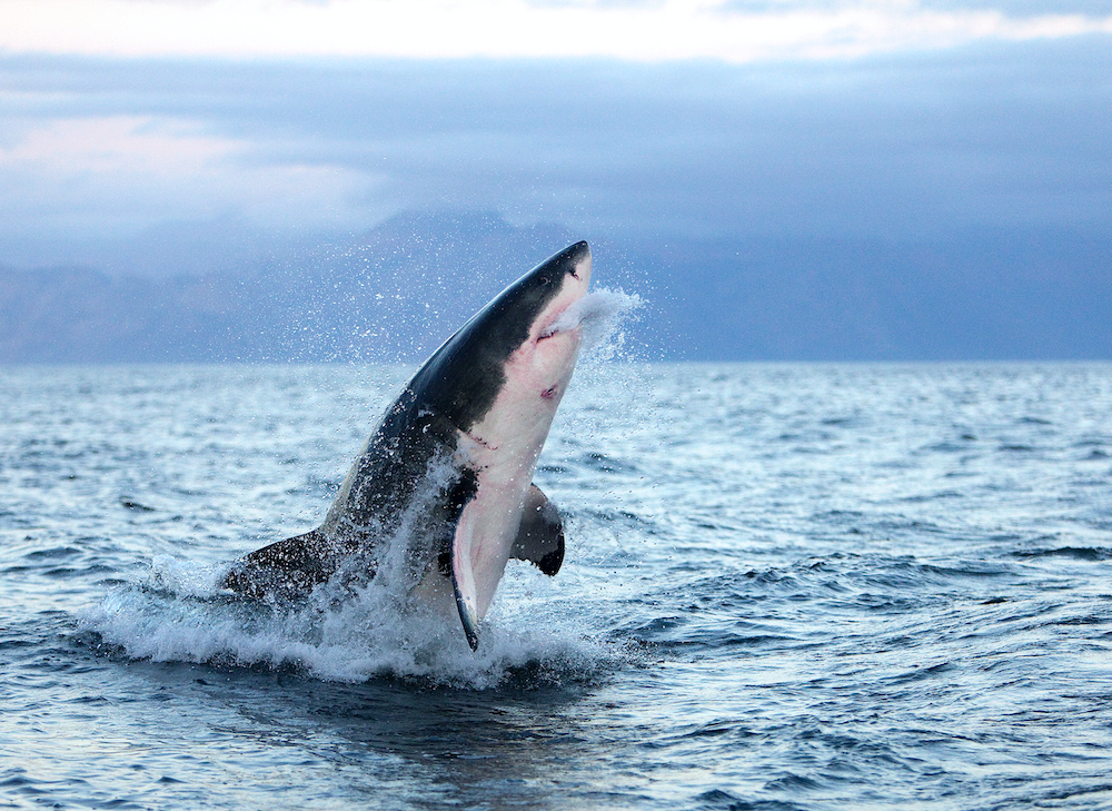 Denizin kusursuz avcıları
