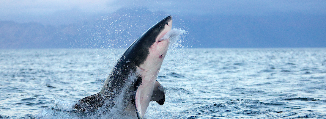 Denizin kusursuz avcıları