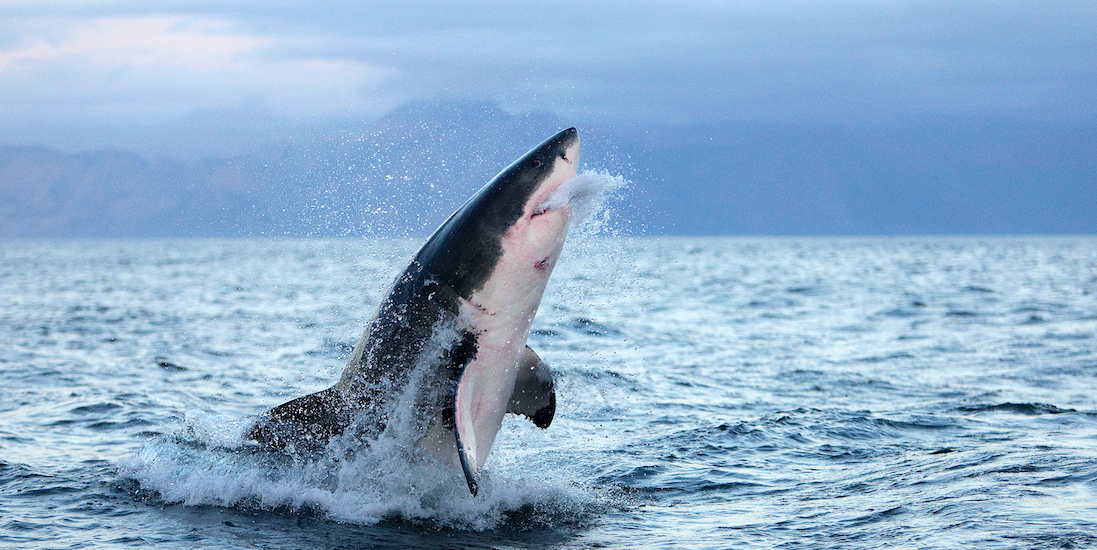 Denizin kusursuz avcıları