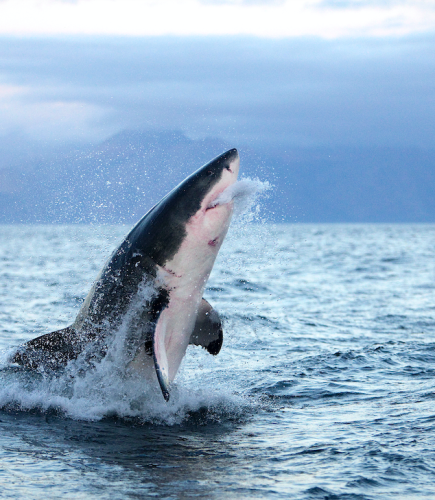 Denizin kusursuz avcıları