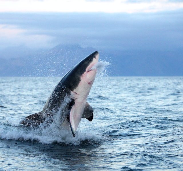 Denizin kusursuz avcıları